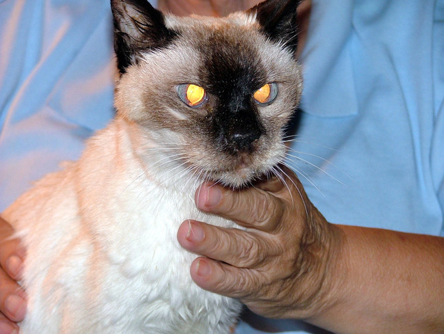 Cat with elderly hand  1 